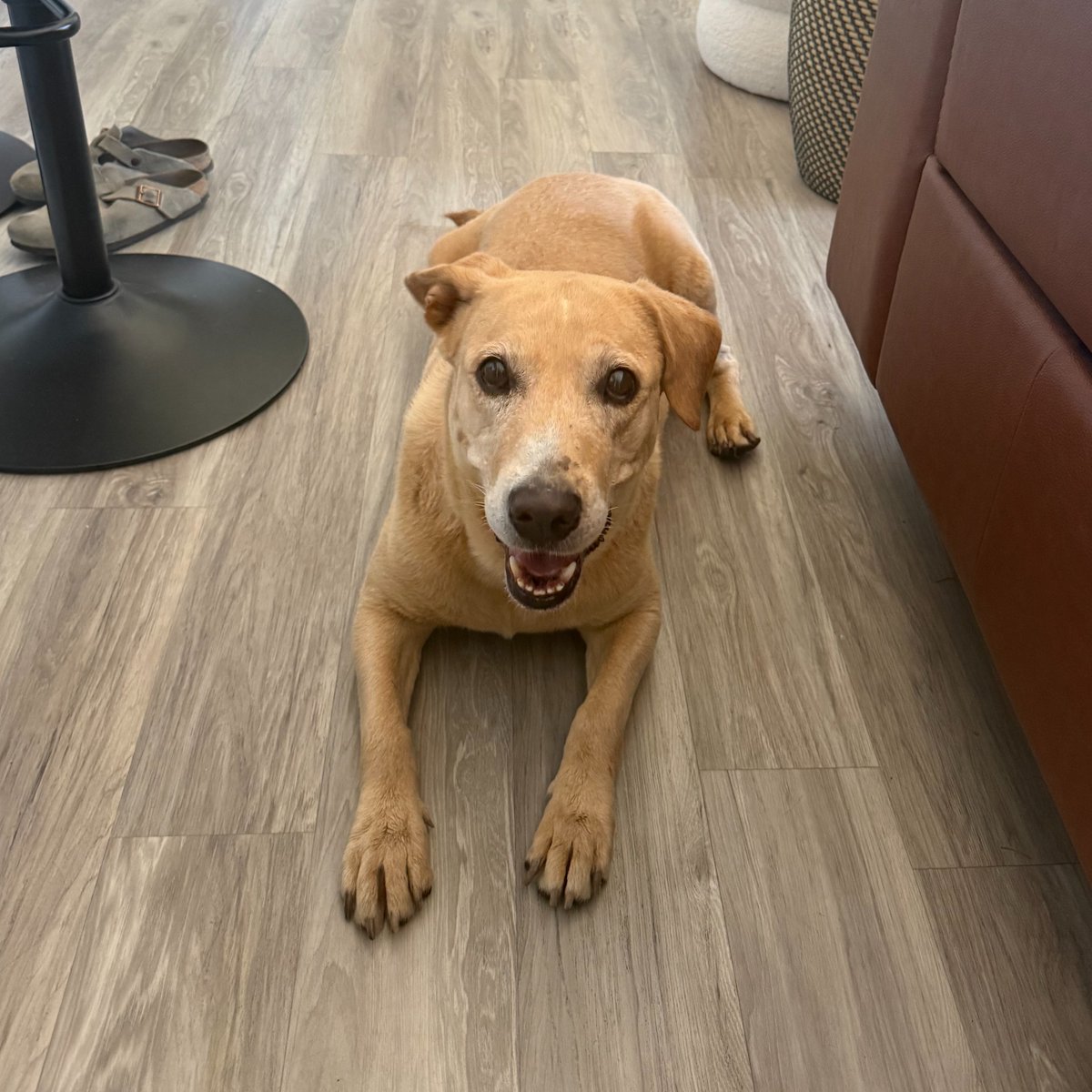 animalfndlv's tweet photo. Okay, so you just saw a photo of Stella Rose…why are you still sitting down? Come meet this incredible dog right now!

🎂 6 years old
📏 Short lil legs
🏊 Loves the pool
🤪 Silly &amp; affectionate

Foster or adopt her today!

ID# A1421905 https://t.co/wkAhKVCx4J