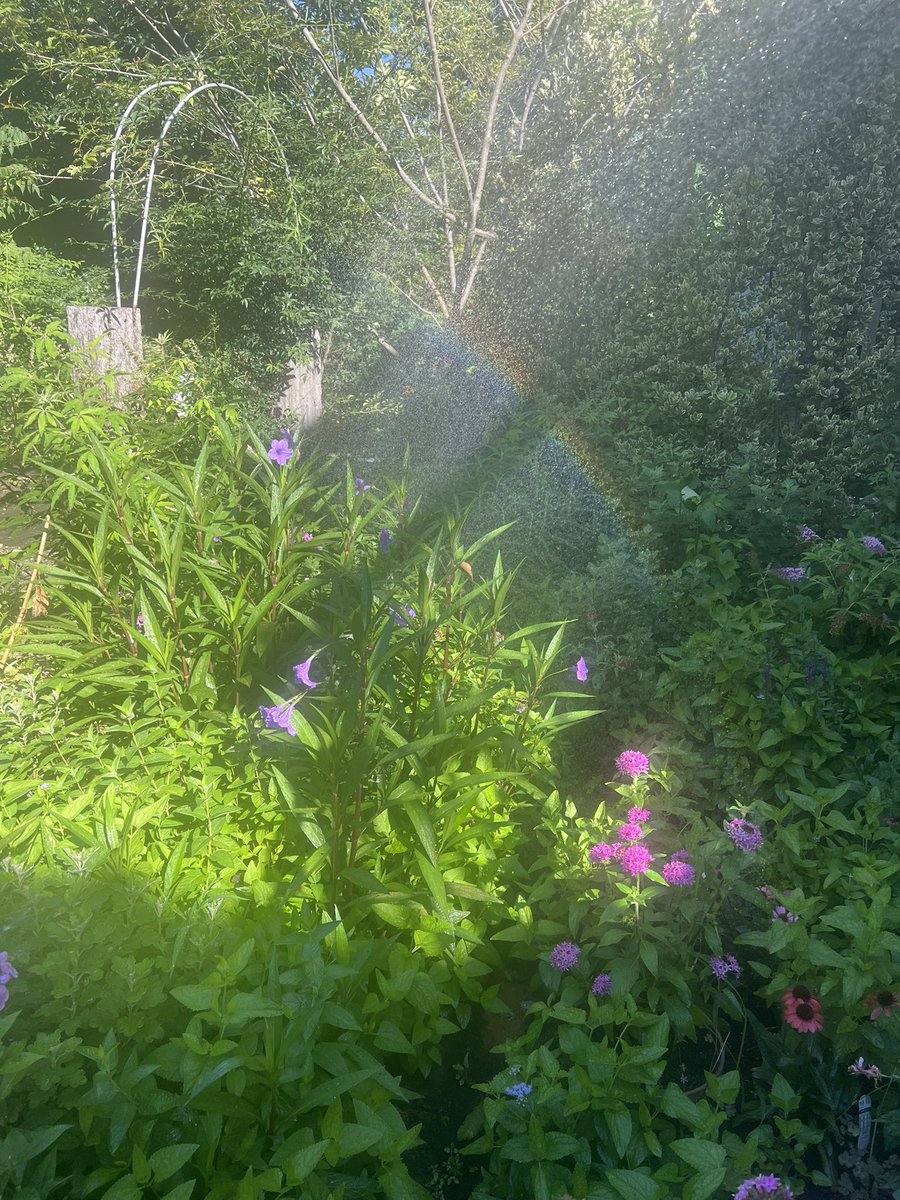 osat0_3's tweet photo. お水をあげていたら小さな虹ができました✨ https://t.co/v7YdX2QVfd