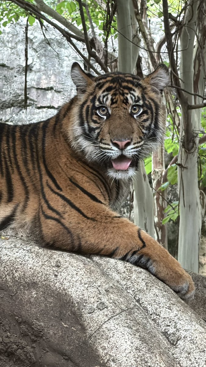 meme0411's tweet photo. 今日は世界トラの日🐅🐅🐅
トラの未来を考える日❣️

#上野動物園 #スマトラトラ https://t.co/hjc2lf6XPF