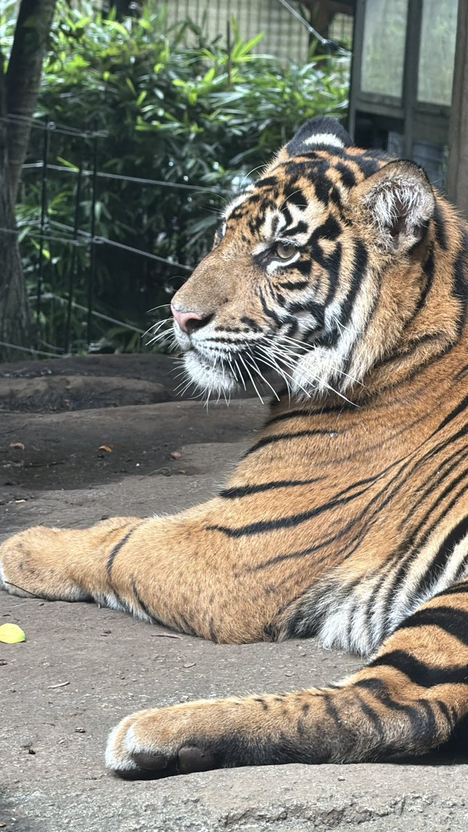 meme0411's tweet photo. 今日は世界トラの日🐅🐅🐅
トラの未来を考える日❣️

#上野動物園 #スマトラトラ https://t.co/hjc2lf6XPF