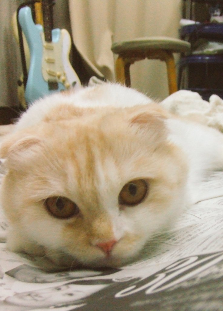 haomassive's tweet photo. 気づいたらXのおすすめが
猫をアップしているアカウントのポストだらけになっていた

🐱ﾓｯﾄｵﾝｶﾞｸﾆ ｷｮｳﾐｦﾓﾄｳ https://t.co/hqicgmVZSY