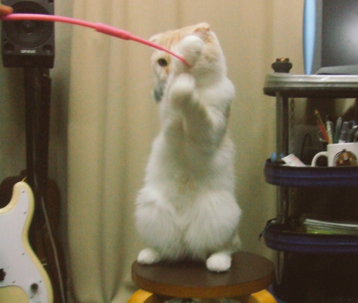 haomassive's tweet photo. 気づいたらXのおすすめが
猫をアップしているアカウントのポストだらけになっていた

🐱ﾓｯﾄｵﾝｶﾞｸﾆ ｷｮｳﾐｦﾓﾄｳ https://t.co/hqicgmVZSY