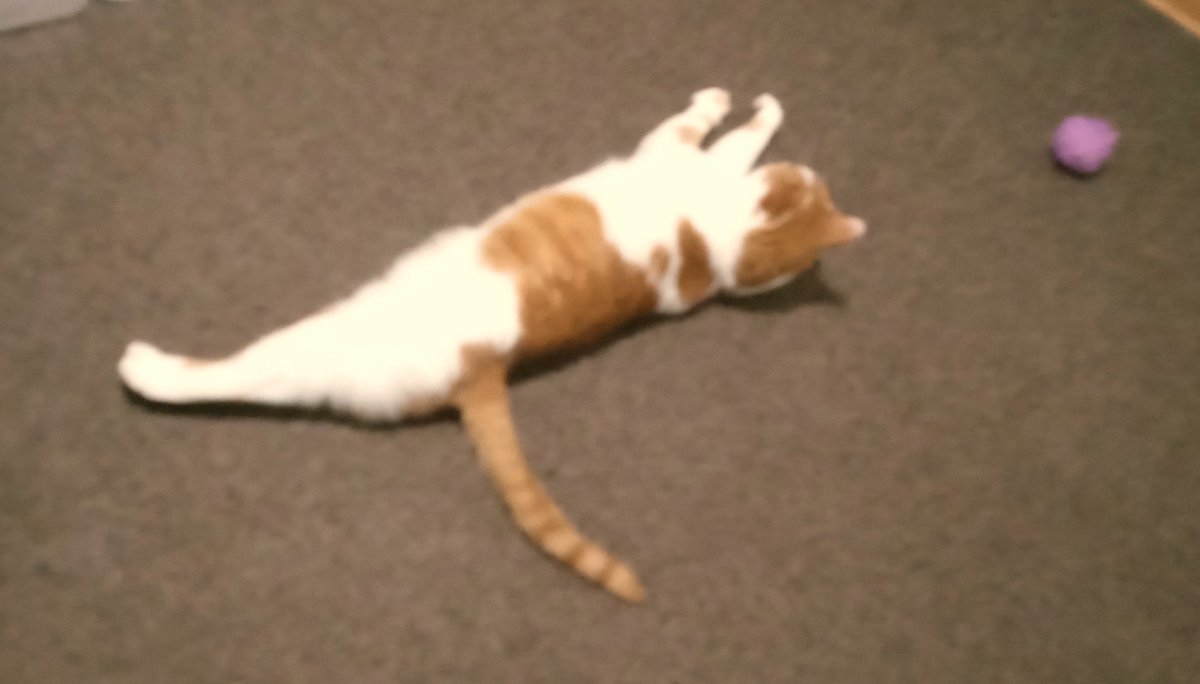 haomassive's tweet photo. 気づいたらXのおすすめが
猫をアップしているアカウントのポストだらけになっていた

🐱ﾓｯﾄｵﾝｶﾞｸﾆ ｷｮｳﾐｦﾓﾄｳ https://t.co/hqicgmVZSY