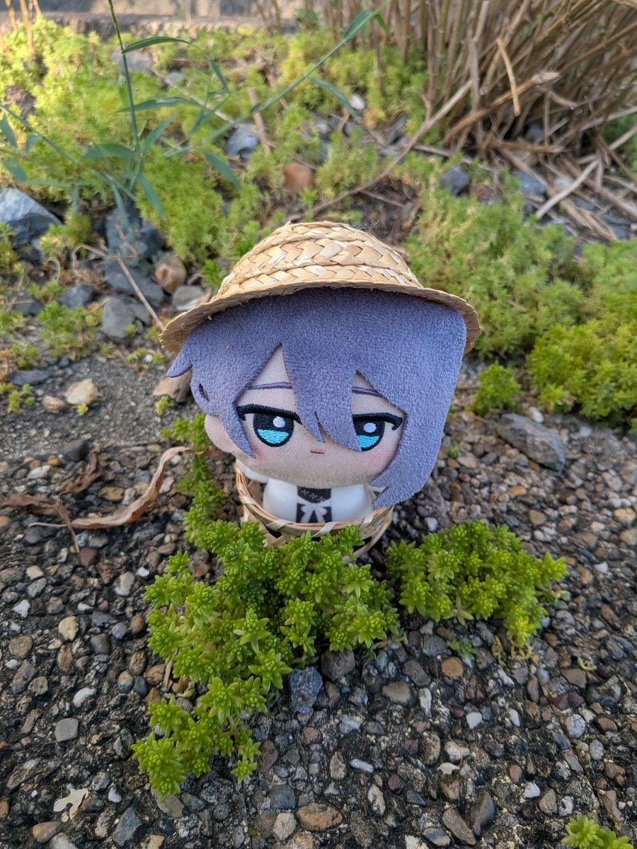 OKAMI0413DD's tweet photo. ちび先生とマンネングサ🌿 https://t.co/OLksopFqLh