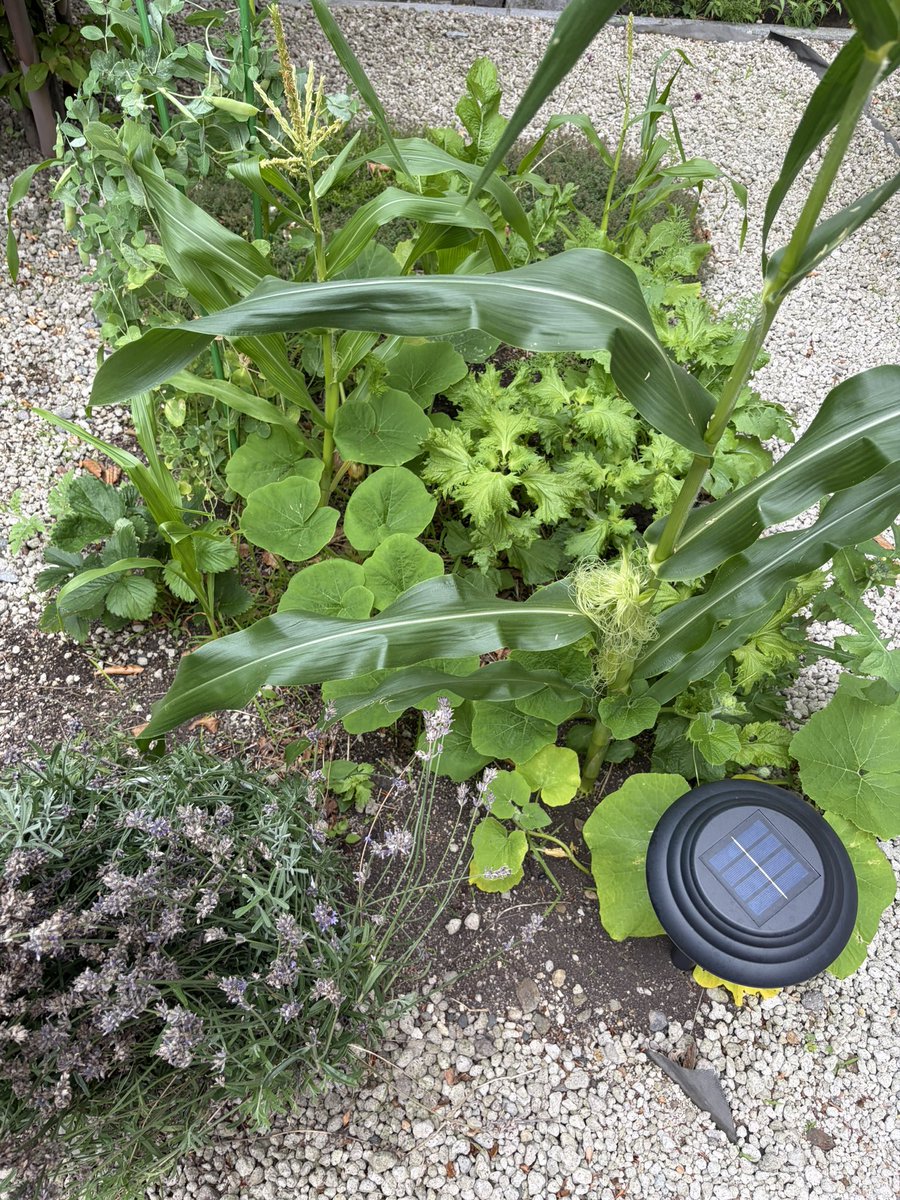 Ken_natureFarm's tweet photo. 【チャレンジ101日目】🌱
101日目の庭

前にカットした山わさびの葉がもうこんなに😳🌱

#自然農法 #家庭菜園 #コンポスト #北海道 https://t.co/TMFdkT0bRX