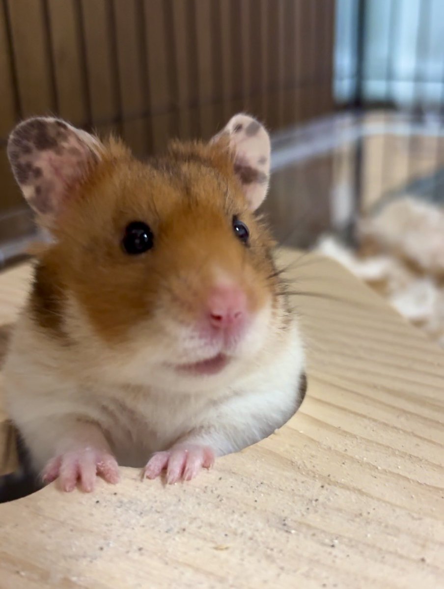 hamu1165's tweet photo. かわいいってボクのこと!?
いやはやありがとうなのだ！おはよ〜🐹 https://t.co/ZGuXBAyrvH