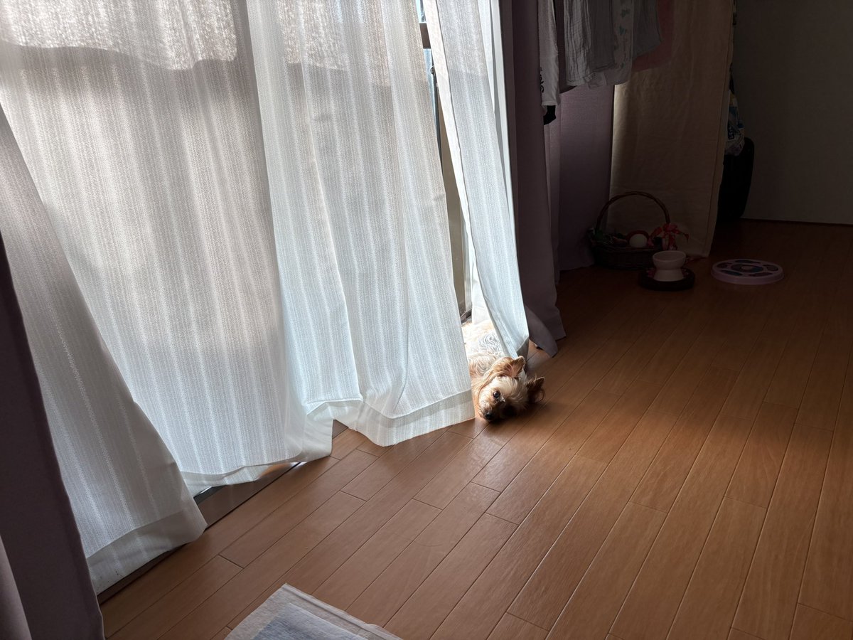 rabi0465438253's tweet photo. また日常の尊さを突きつけられる地震が起こってしまい
この猛暑の中…といたたまれなくなります

店主休み明け
よろしくお願いいたします(まさかの日向ぼっこ🐶！) https://t.co/4R0e63YvPX