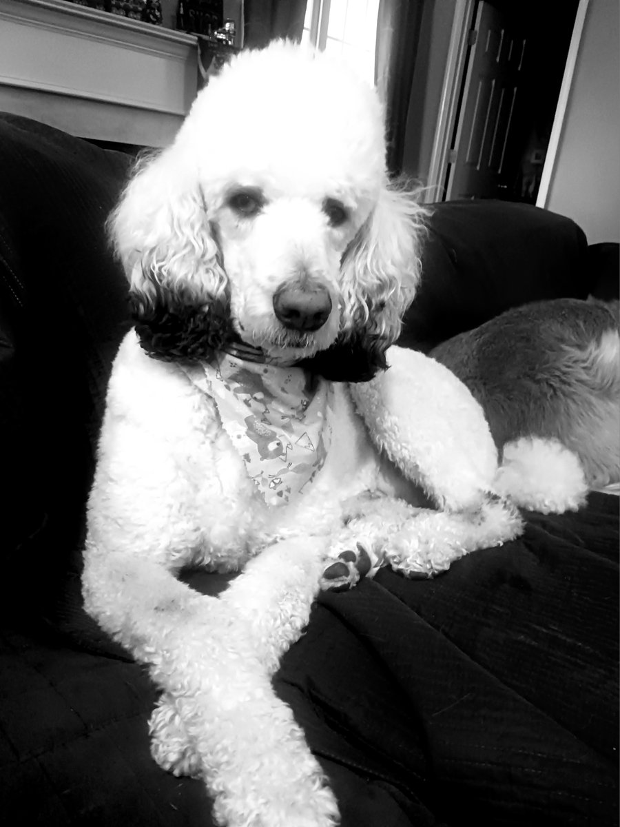 PopsRoadside's tweet photo. @trumplicans2024 The coolest dog on the planet https://t.co/gLikiRtcsv