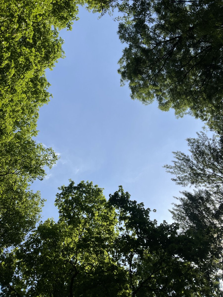 calmlivng's tweet photo. natural heart 💚 https://t.co/0yJaNxRHxO