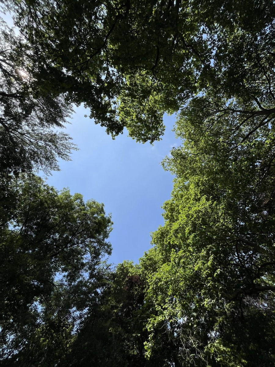 calmlivng's tweet photo. natural heart 💚 https://t.co/0yJaNxRHxO
