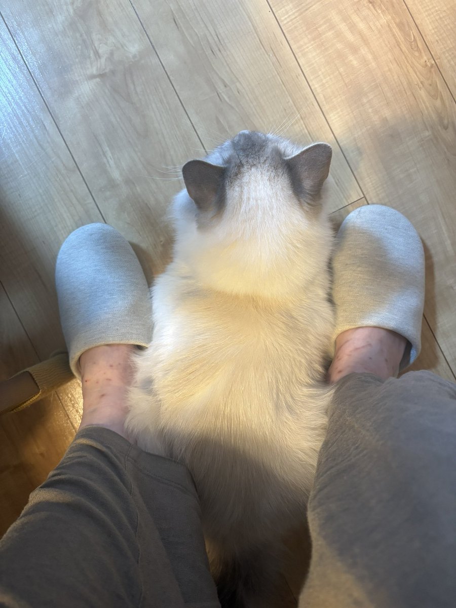 nyarichi's tweet photo. 雷が怖くて隠れる猫

 #ラグドール
 #猫のいる暮らし
 #猫好きさんと繋がりたい https://t.co/KUrVpt3JvX