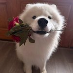 Photo by samoyed daily ☁️ (@SamoyedsDaily)