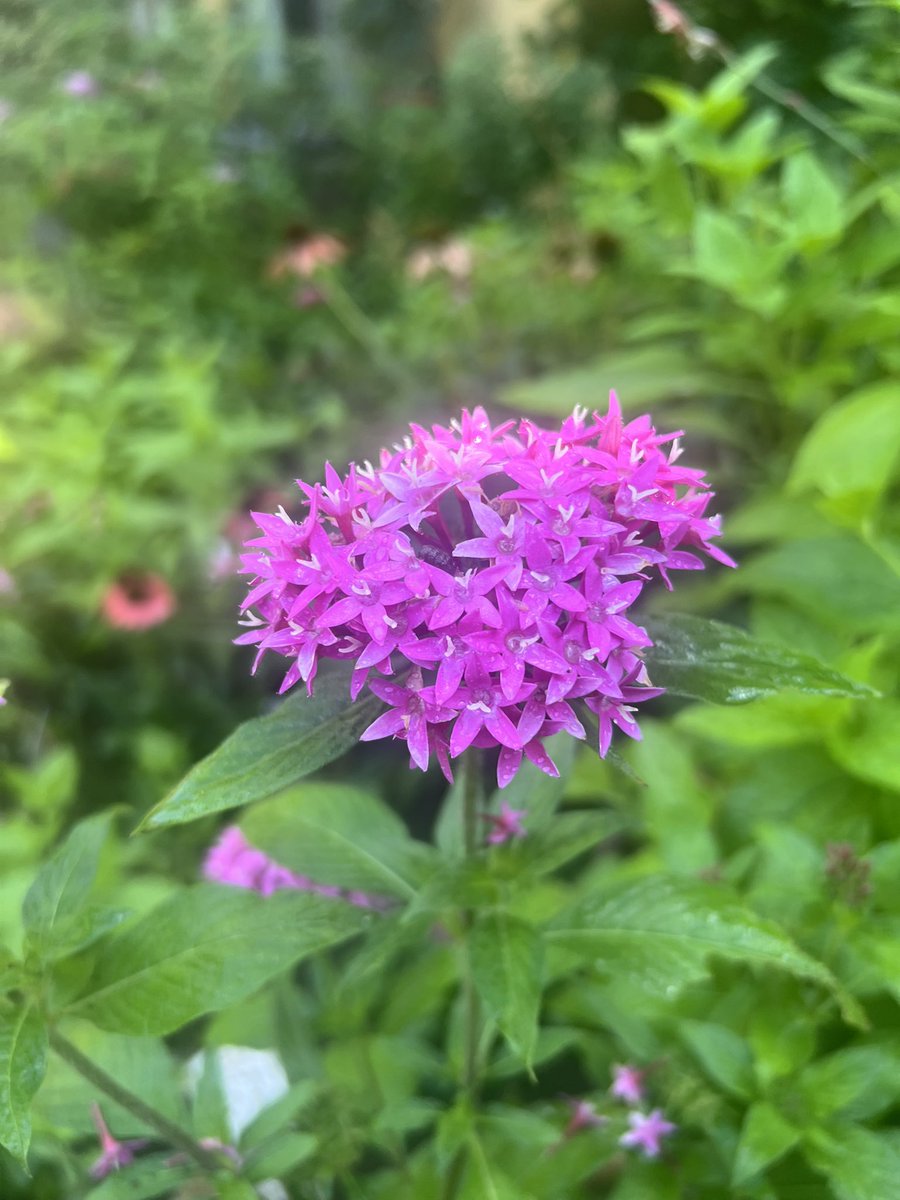 osat0_3's tweet photo. ペンタス
•「希望がかなう」
•「願い事」
•「博愛」
•「誠実」 https://t.co/Xqo56ylJqP