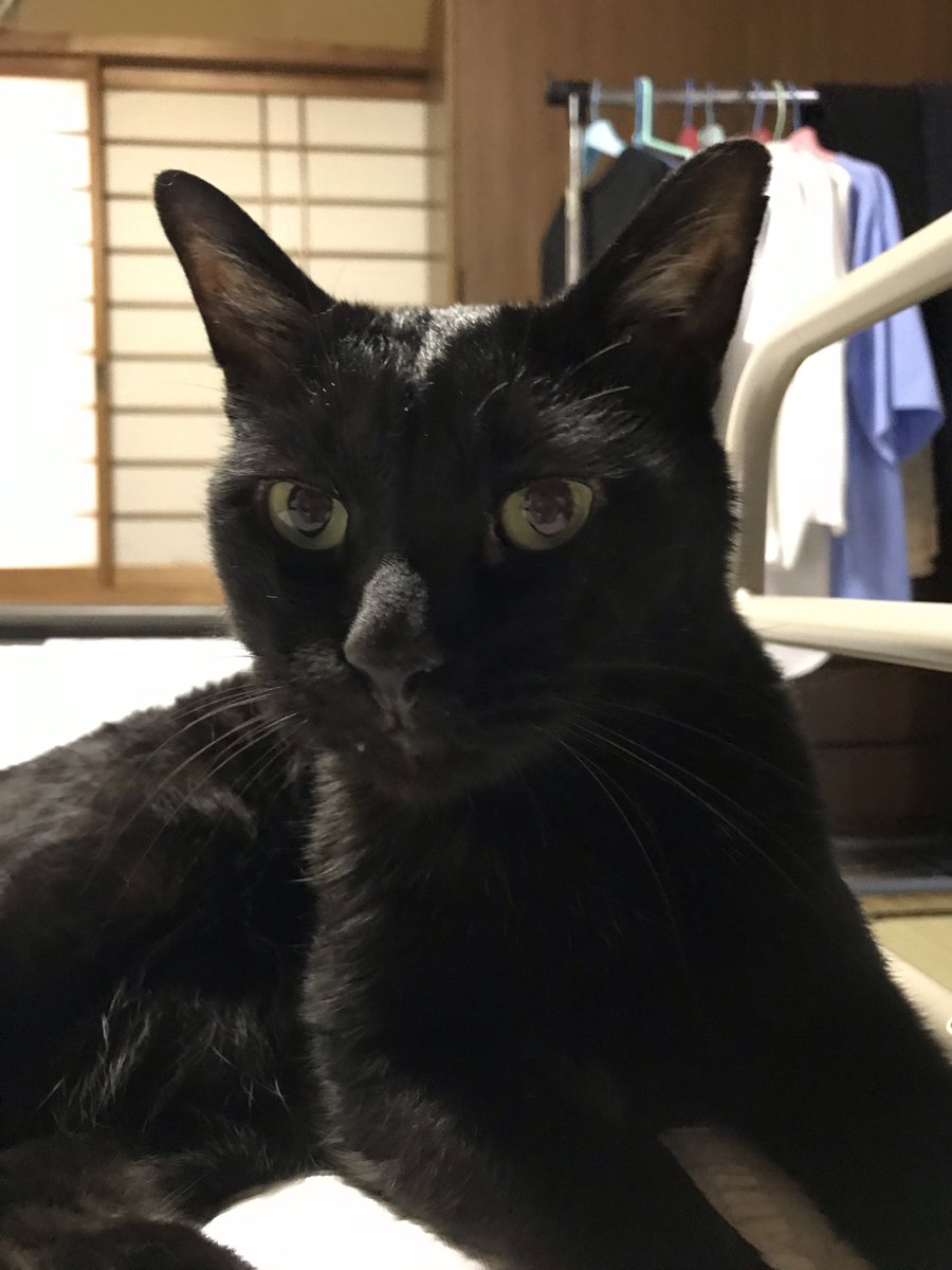_hirokomandom's tweet photo. おはようにゃ
＃猫 ＃黒猫 ＃猫好きさんと繋がりたい https://t.co/jvDJuem3pt