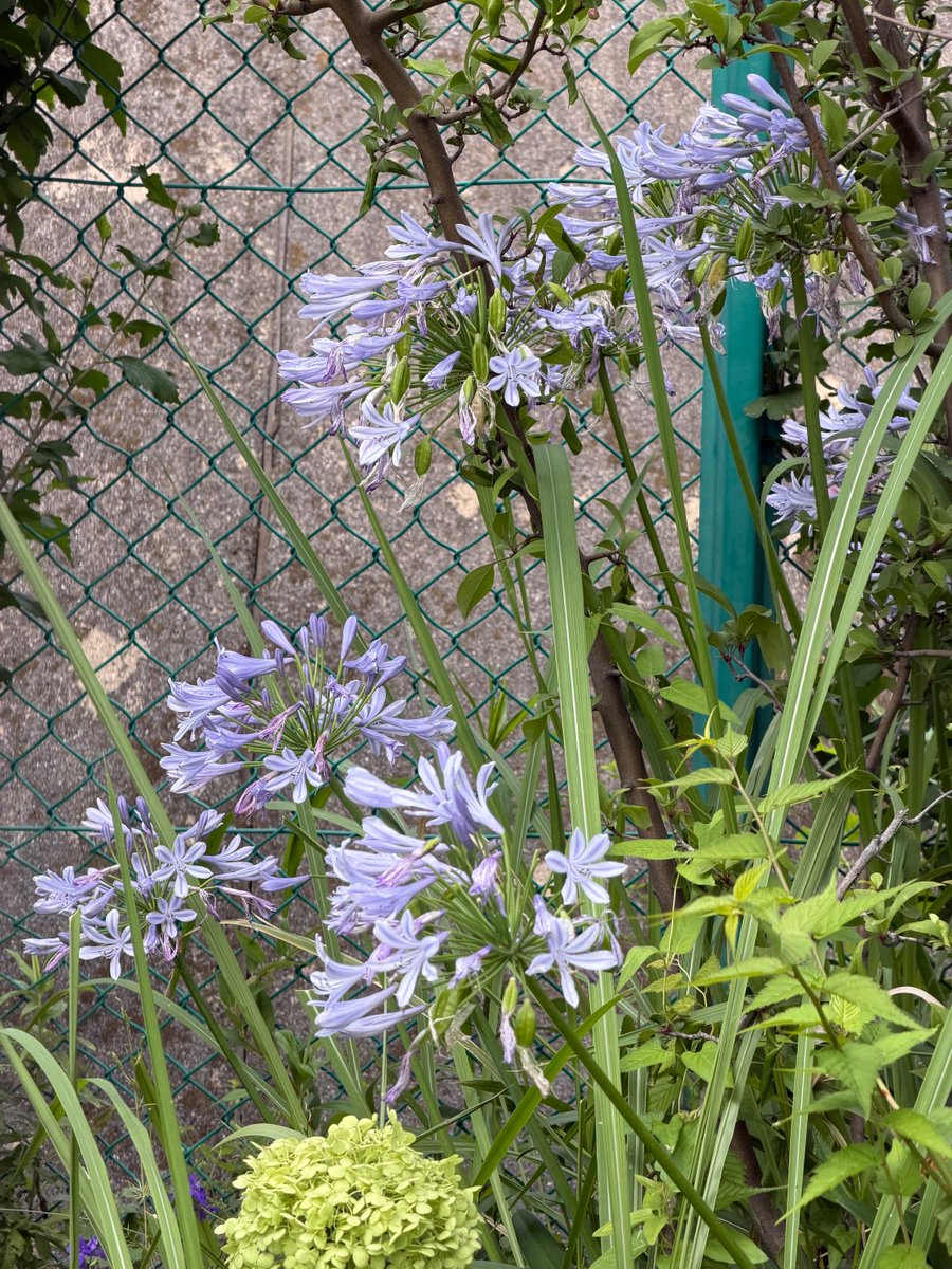 a_beckoning_cat's tweet photo. 今日のおはにゃ😸🌸

アガパンサス

花言葉は、「恋の訪れ」「ラブレター」「知的な装い」

ギリシャ語で「愛の花」

今日も素敵な一日を🌸🐈 https://t.co/h2OmcgD9d5