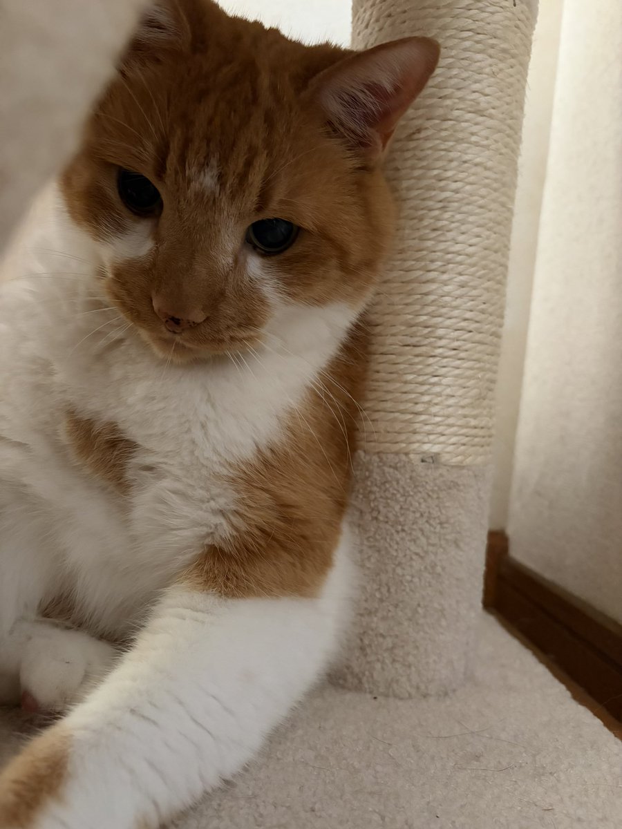 acha_acha04's tweet photo. おはようございます

熊本地震の被害がこれ以上出ませんように

ボクもみなさまの無事を祈ってるﾆｬ🙏

地震があった地域の方々に心より

お見舞い申し上げますにゃあ https://t.co/GDsB6wmlrQ