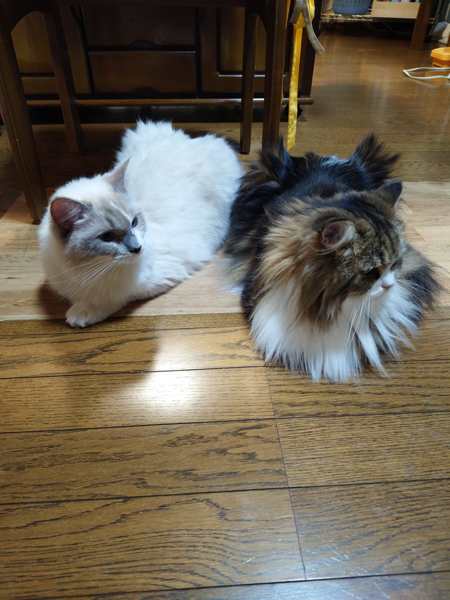 tamako0930's tweet photo. 最近スピカが落ち着いてきたからか、2匹の距離が近い時間かなり増えた✨️
スピカのストーカー&amp;まねっこの執念勝ち？笑

#猫　#ラガマフィン　#ラグドール https://t.co/V0QQZVcLT8