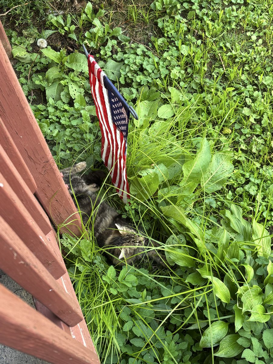barner_ben73002's tweet photo. Our Patriotic Tiger. 
Tiger is another stray who calls our home, home. All strays face severe daily challenges and dangers. They’re abandoned, mistreated and neglected. Strays overpopulate because most of them aren’t spayed or neutered. Do all you can to help them not only survive but to enjoy the life they have.