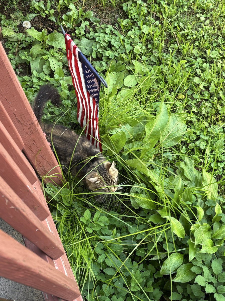 barner_ben73002's tweet photo. Our Patriotic Tiger. 
Tiger is another stray who calls our home, home. All strays face severe daily challenges and dangers. They’re abandoned, mistreated and neglected. Strays overpopulate because most of them aren’t spayed or neutered. Do all you can to help them not only survive but to enjoy the life they have.