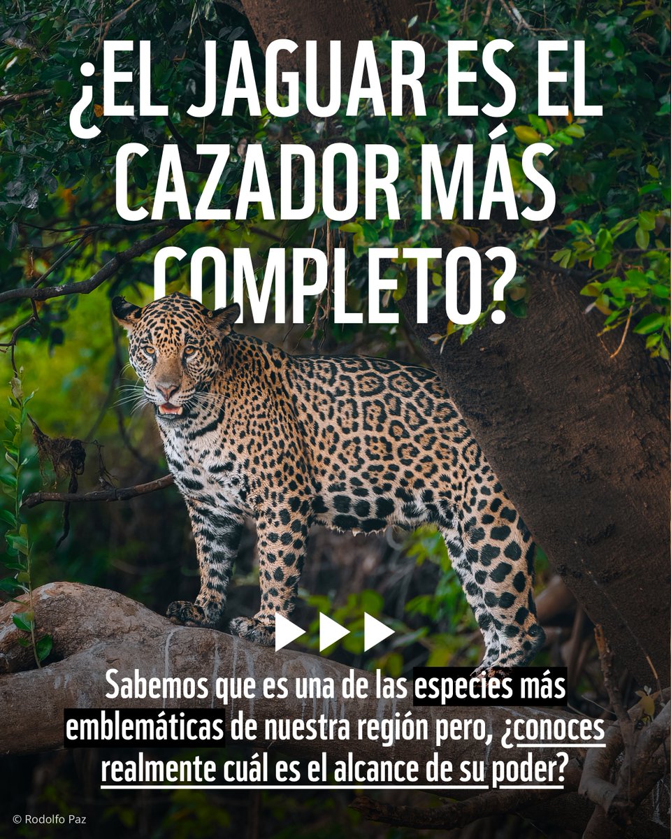 WWF_LAC's tweet photo. Rey en la tierra... y también en el agua. 👑🌊 https://t.co/FxuR2mLtZO