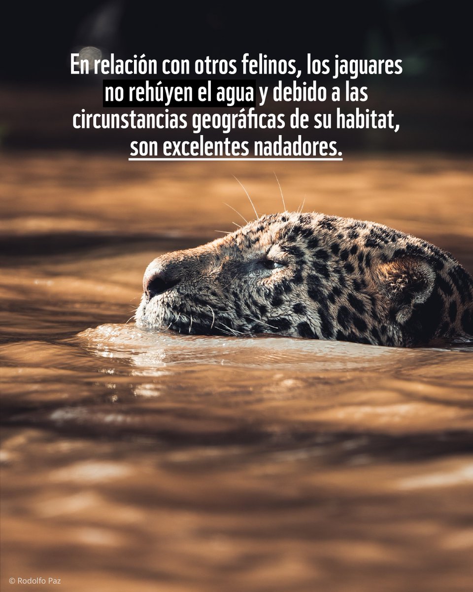 WWF_LAC's tweet photo. Rey en la tierra... y también en el agua. 👑🌊 https://t.co/FxuR2mLtZO
