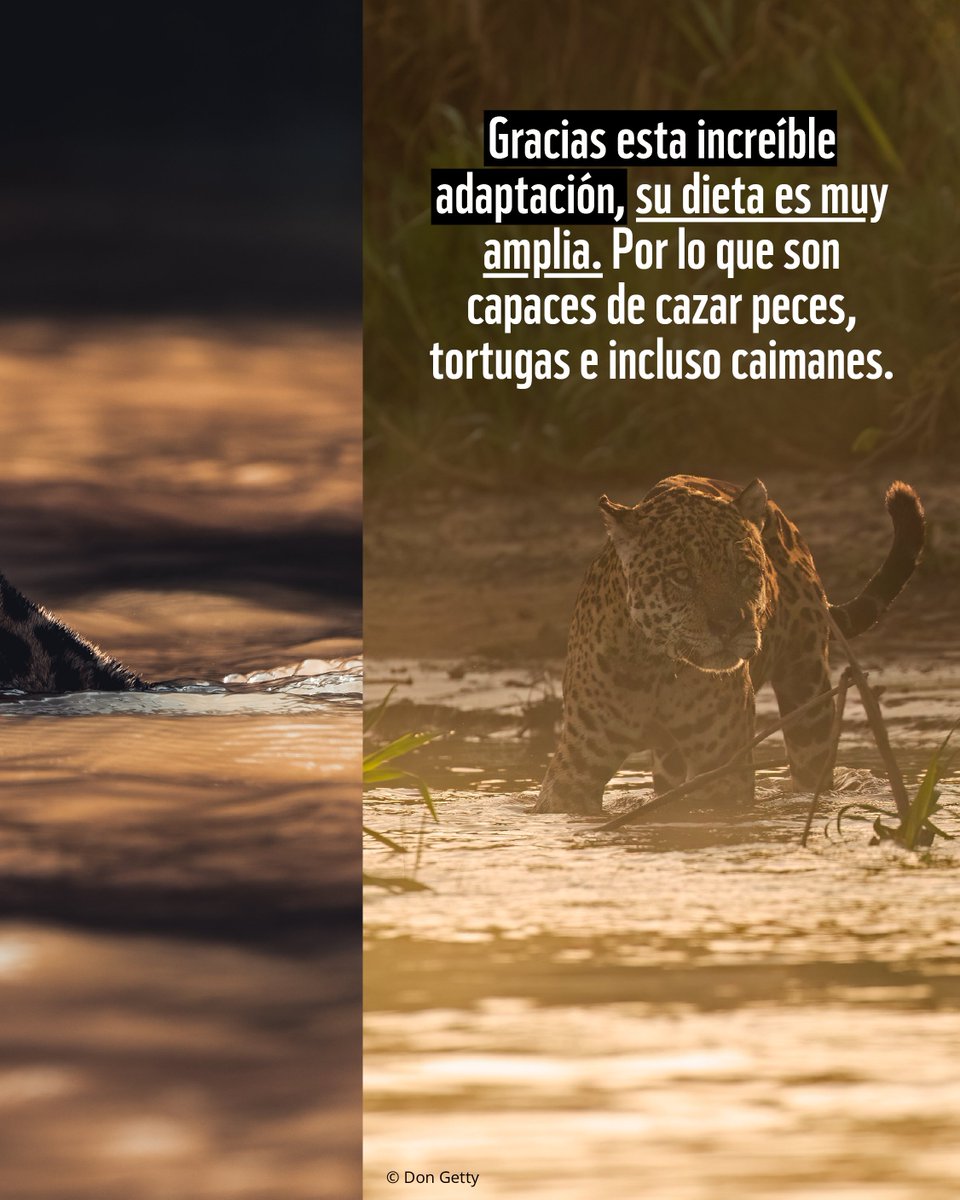 WWF_LAC's tweet photo. Rey en la tierra... y también en el agua. 👑🌊 https://t.co/FxuR2mLtZO