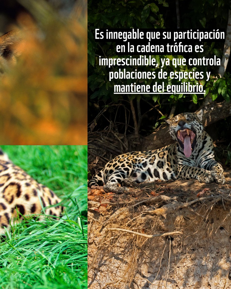 WWF_LAC's tweet photo. El jaguar domina ambos mundos, siendo así el depredador con la dieta más rica y salvaje de la selva. 

👉 ¡Desliza para ver de qué se alimenta! https://t.co/8bVUrm9f91