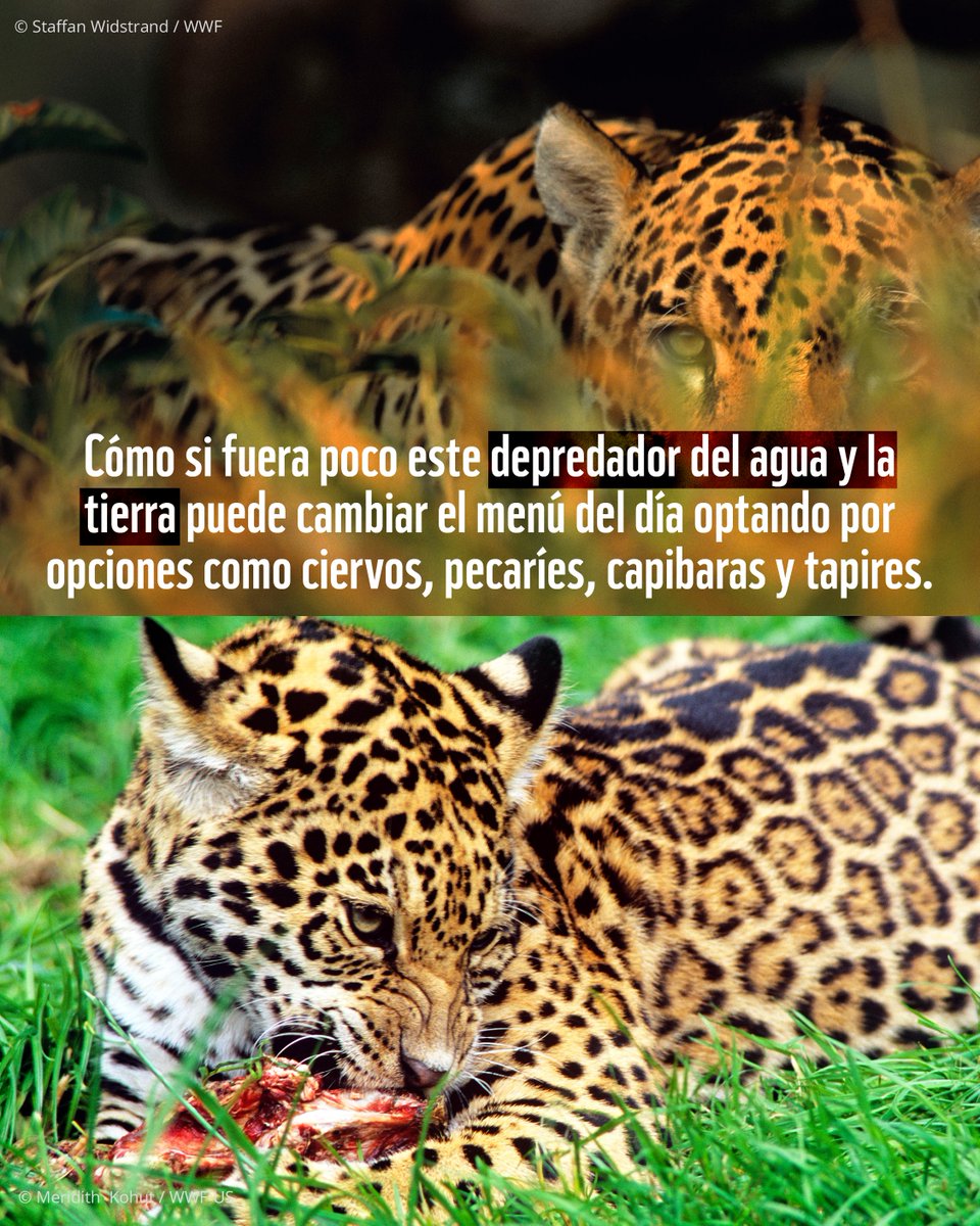 WWF_LAC's tweet photo. El jaguar domina ambos mundos, siendo así el depredador con la dieta más rica y salvaje de la selva. 

👉 ¡Desliza para ver de qué se alimenta! https://t.co/8bVUrm9f91
