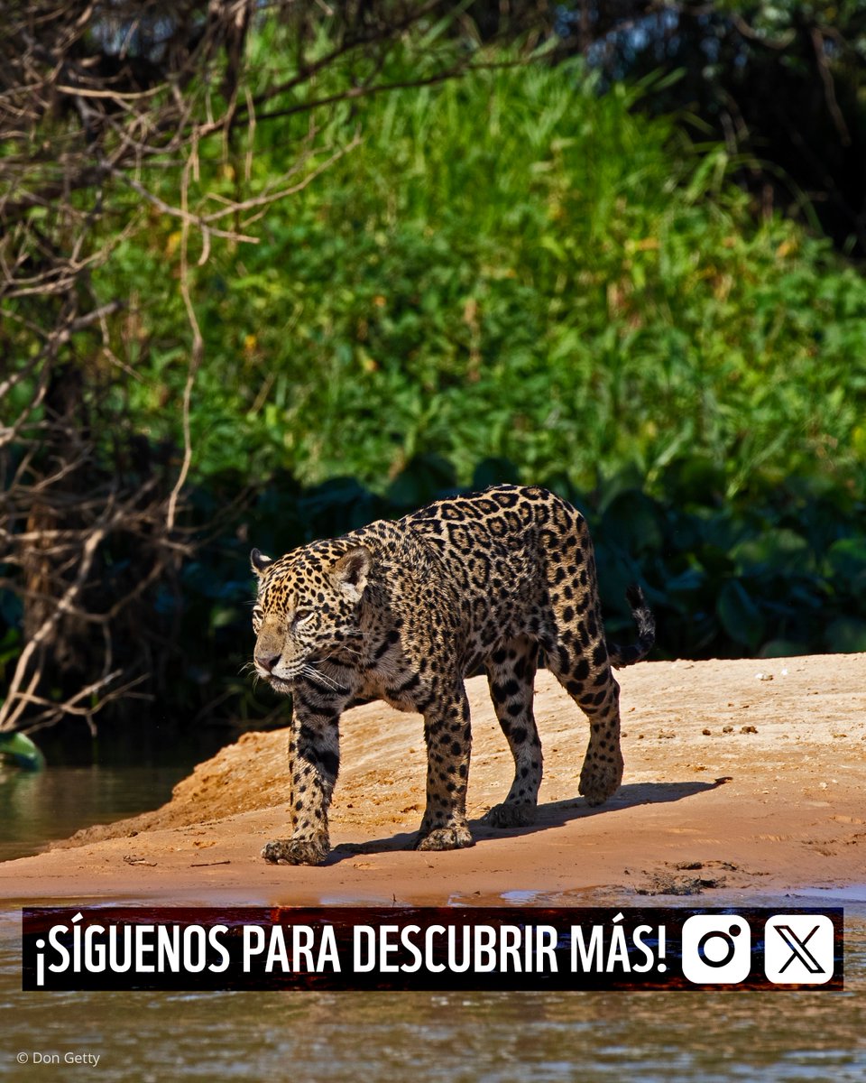 WWF_LAC's tweet photo. El jaguar domina ambos mundos, siendo así el depredador con la dieta más rica y salvaje de la selva. 

👉 ¡Desliza para ver de qué se alimenta! https://t.co/8bVUrm9f91