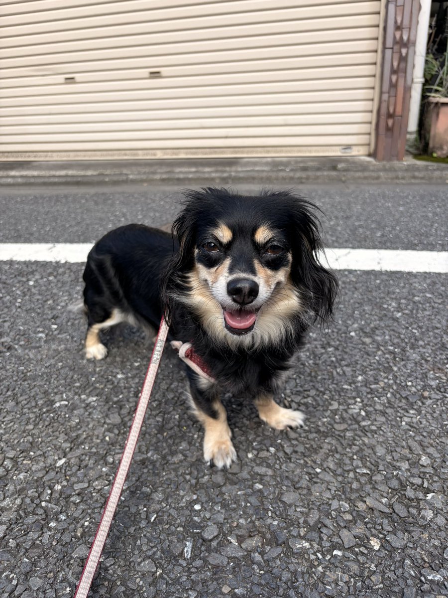 岡村　まきすけ tweet media