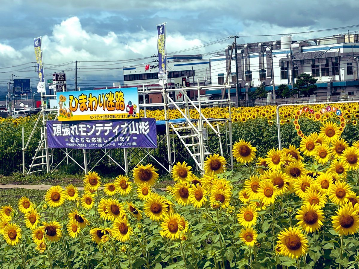 Yuco95047995's tweet photo. ひまわり迷路🌻🤗 https://t.co/UkWNGEeG6I