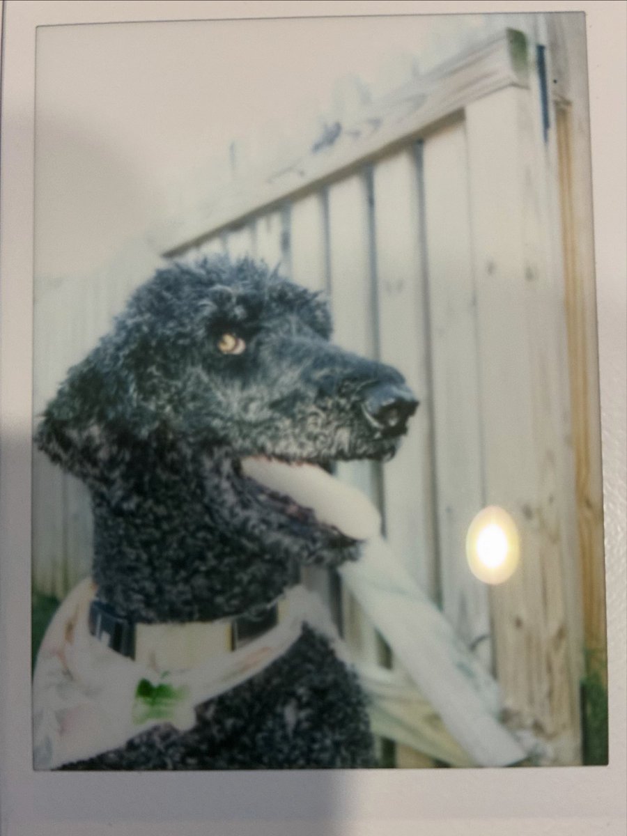 Jacobbaggs3's tweet photo. Put one of my pups down today.  She was a good girl and live to the young age of 13. Hoping she is eating all the bacon and playing fetch with some tennis balls waiting for me. https://t.co/ppr6OKmdaw