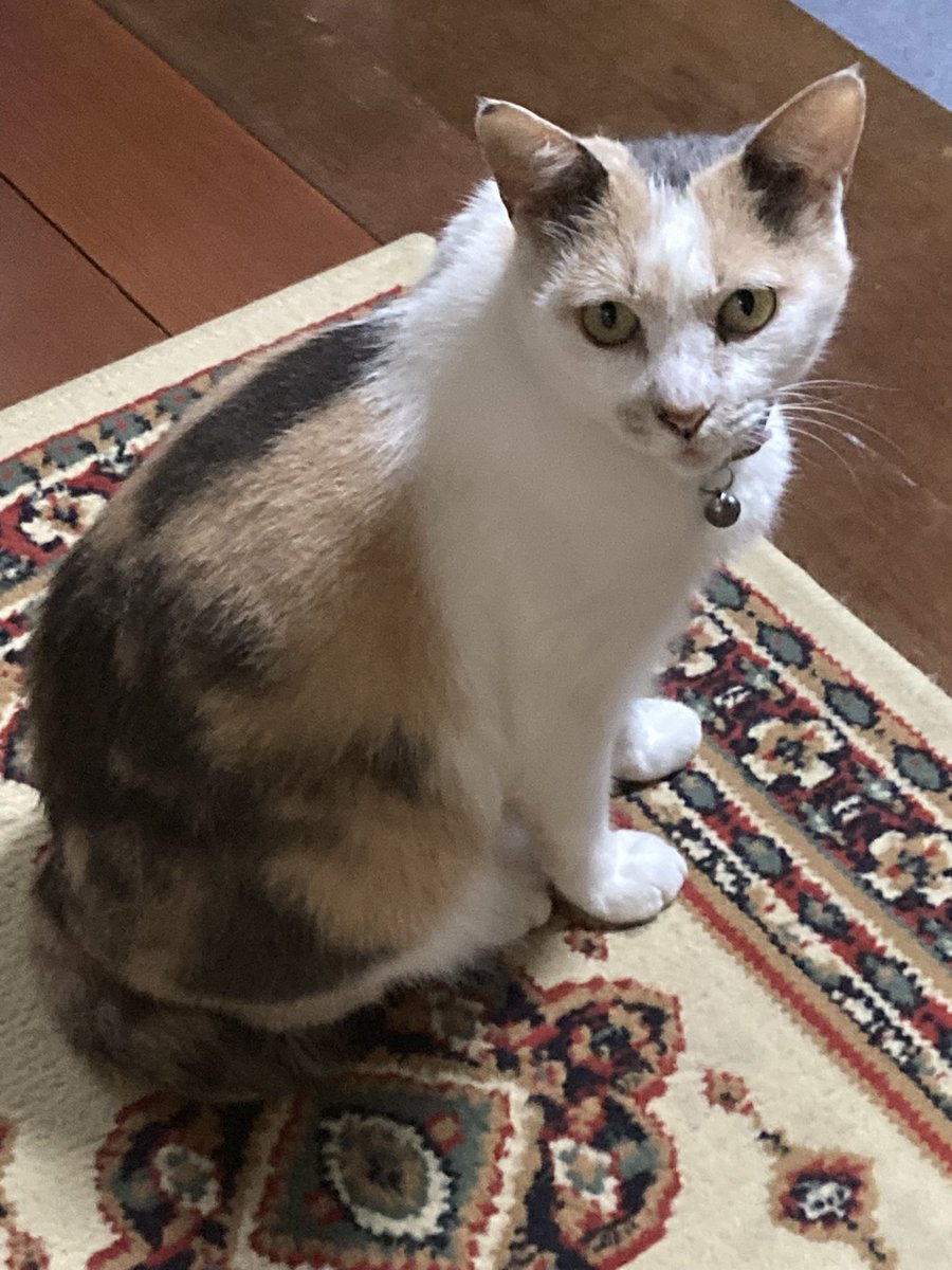 mnr_026's tweet photo. 先程見つかったと投稿した実家の迷子猫ですが、私の勘違いだったらしくまだ見つかっていないらしいので改めて再投稿します。
見た目や特徴等はリプに載せます。

もし何かありましたらDM等でご連絡お願いします😭
よろしくお願いします🙇
 #熊本  #八代  #迷子猫  #拡散希望 https://t.co/WBfp1MvZPH