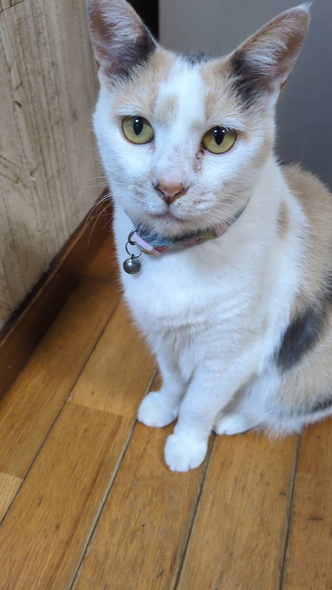 mnr_026's tweet photo. 先程見つかったと投稿した実家の迷子猫ですが、私の勘違いだったらしくまだ見つかっていないらしいので改めて再投稿します。
見た目や特徴等はリプに載せます。

もし何かありましたらDM等でご連絡お願いします😭
よろしくお願いします🙇
 #熊本  #八代  #迷子猫  #拡散希望 https://t.co/WBfp1MvZPH