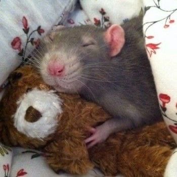 ichewthings's tweet photo. goodnight everyone including lion. yeah, he’s nice to me lately https://t.co/7WhbBHrKIG