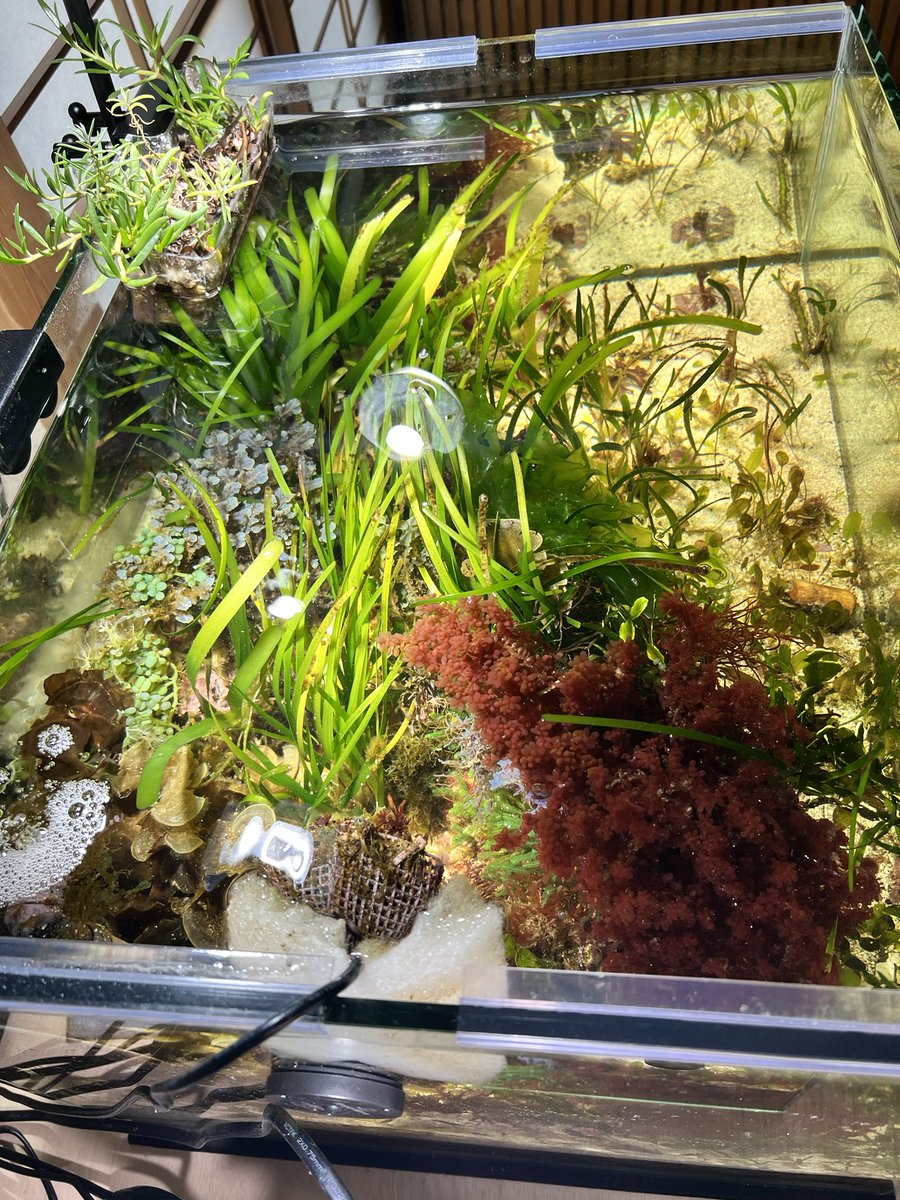 hideyo___o's tweet photo. アヤニシキとシワヤハズ
この２種を同時育成するのが目標だった。

もうちょっと。
アヤニシキ(2023年採集)が育ってくれれば叶う。今ハナノエダの下にチラッと見えてる薄紫のやつです。 https://t.co/k5m3oZMzAt