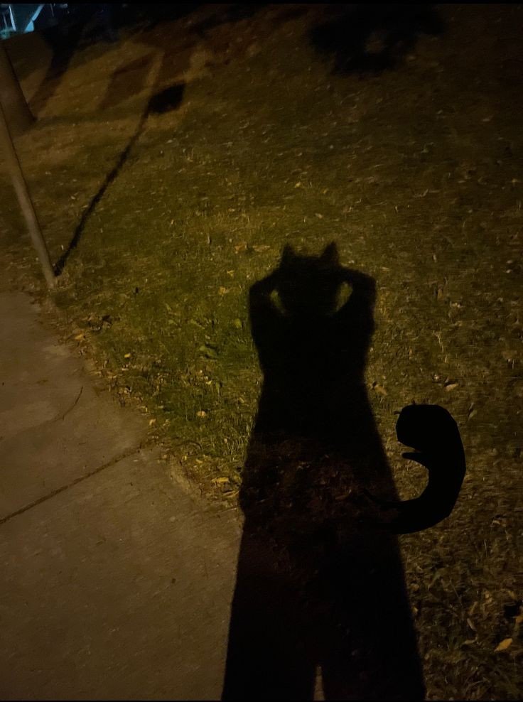 jjoongbyeolii's tweet photo. 🐾💭-- 
kittyre who regresses in gear, fluffy ears and little tail, making them feel oh so small . . . - "look moma, i kitty, i real kitty ! 🐾"
x 
carer who watches with a gentle heart, allowing their baby to heal slowly ♡ -
"the sweetest kitty i know angel, come show momma ♡" https://t.co/hH9Q59wYhJ