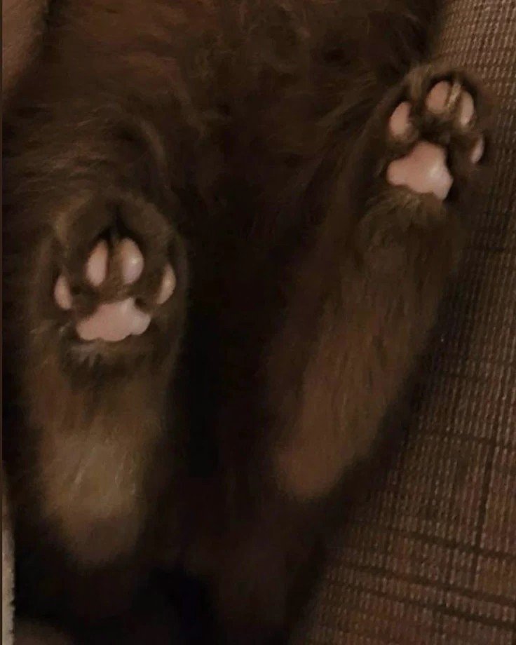 jjoongbyeolii's tweet photo. 🐾💭-- 
kittyre who regresses in gear, fluffy ears and little tail, making them feel oh so small . . . - "look moma, i kitty, i real kitty ! 🐾"
x 
carer who watches with a gentle heart, allowing their baby to heal slowly ♡ -
"the sweetest kitty i know angel, come show momma ♡" https://t.co/hH9Q59wYhJ