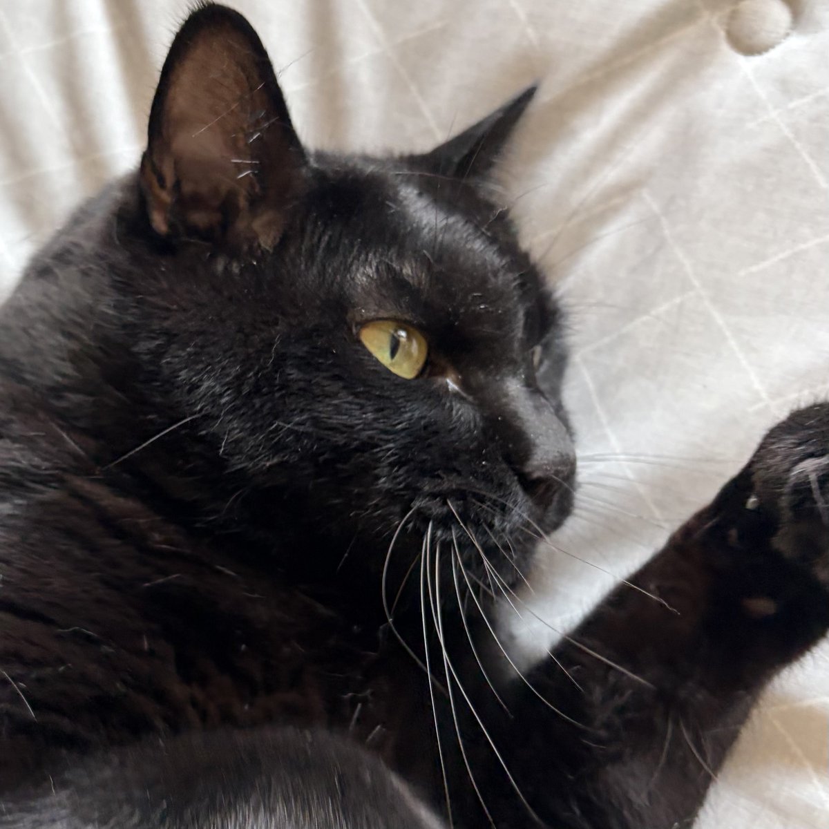 eye_moco's tweet photo. noco20270729

#ノコフォト #黒猫 #blackcat https://t.co/SaQJsGGnnW