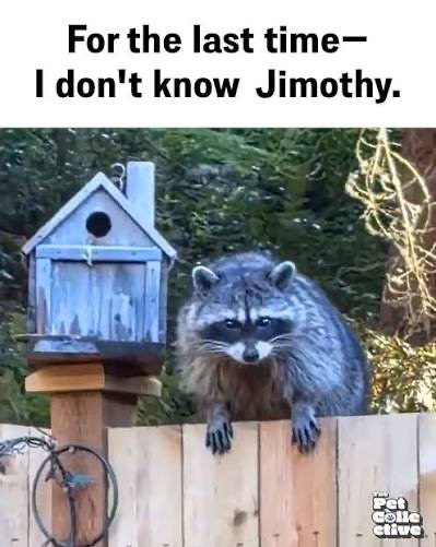 teatime75ghost's tweet photo. #WontGetFooledAgainBy the raccoon that lives in the dumpster across from the liquor store. https://t.co/OljzXA0wkD