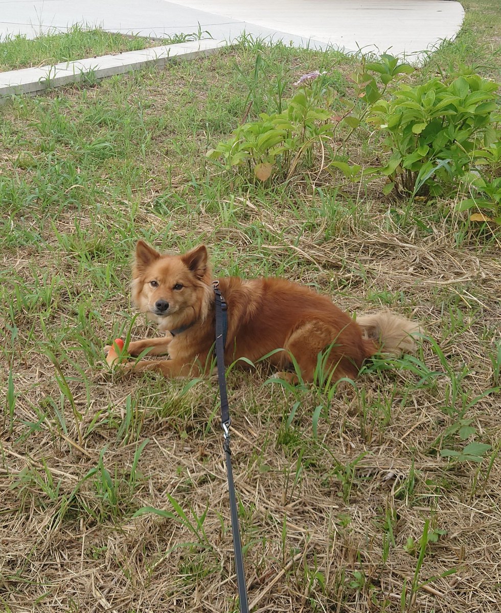 iwa_curl's tweet photo. 謎の物体で遊ぶ犬 https://t.co/vpMJEZJrcr