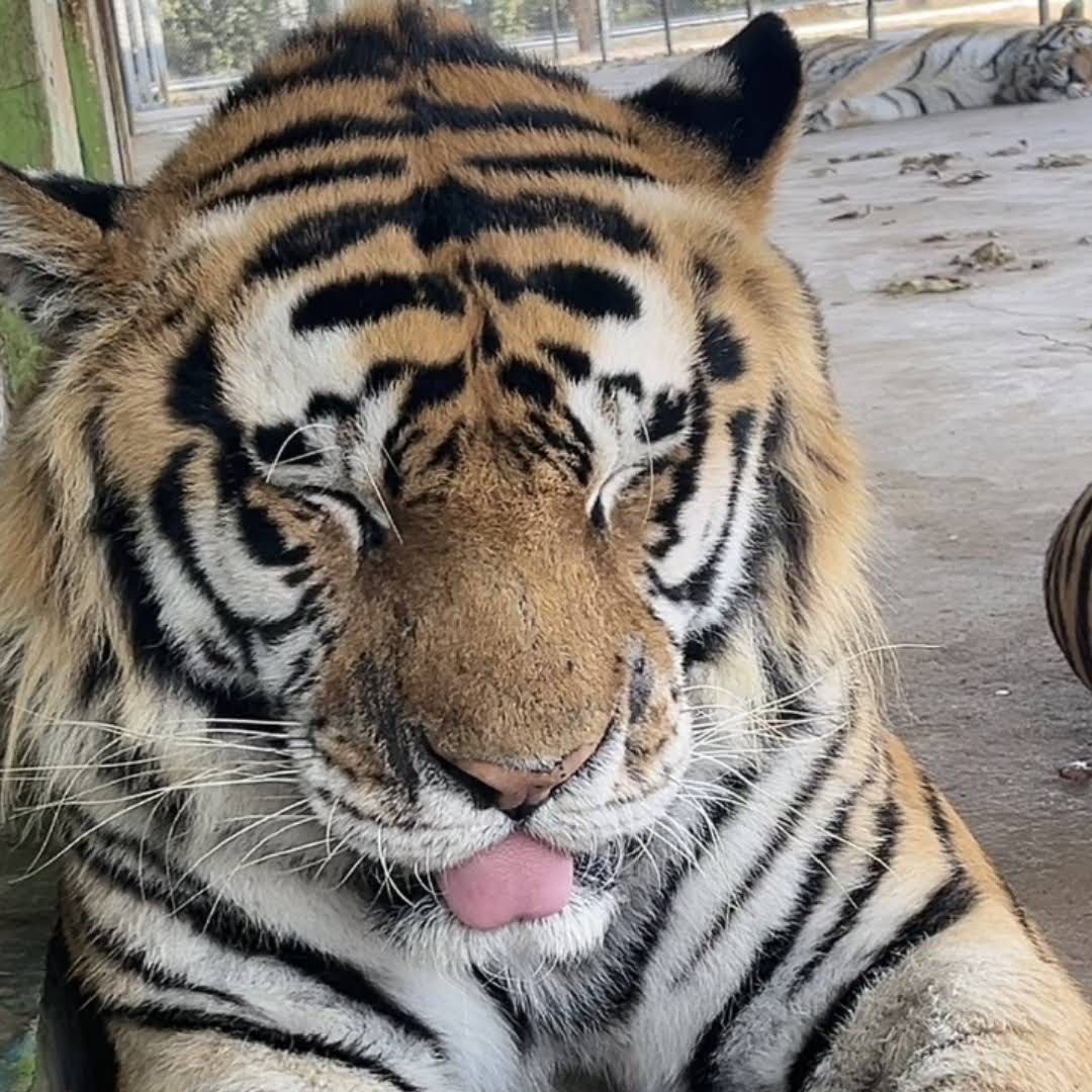 bigcatburger's tweet photo. HAPPY INTERNATIONAL TIGER DAY!! https://t.co/wR4qdjFrCM