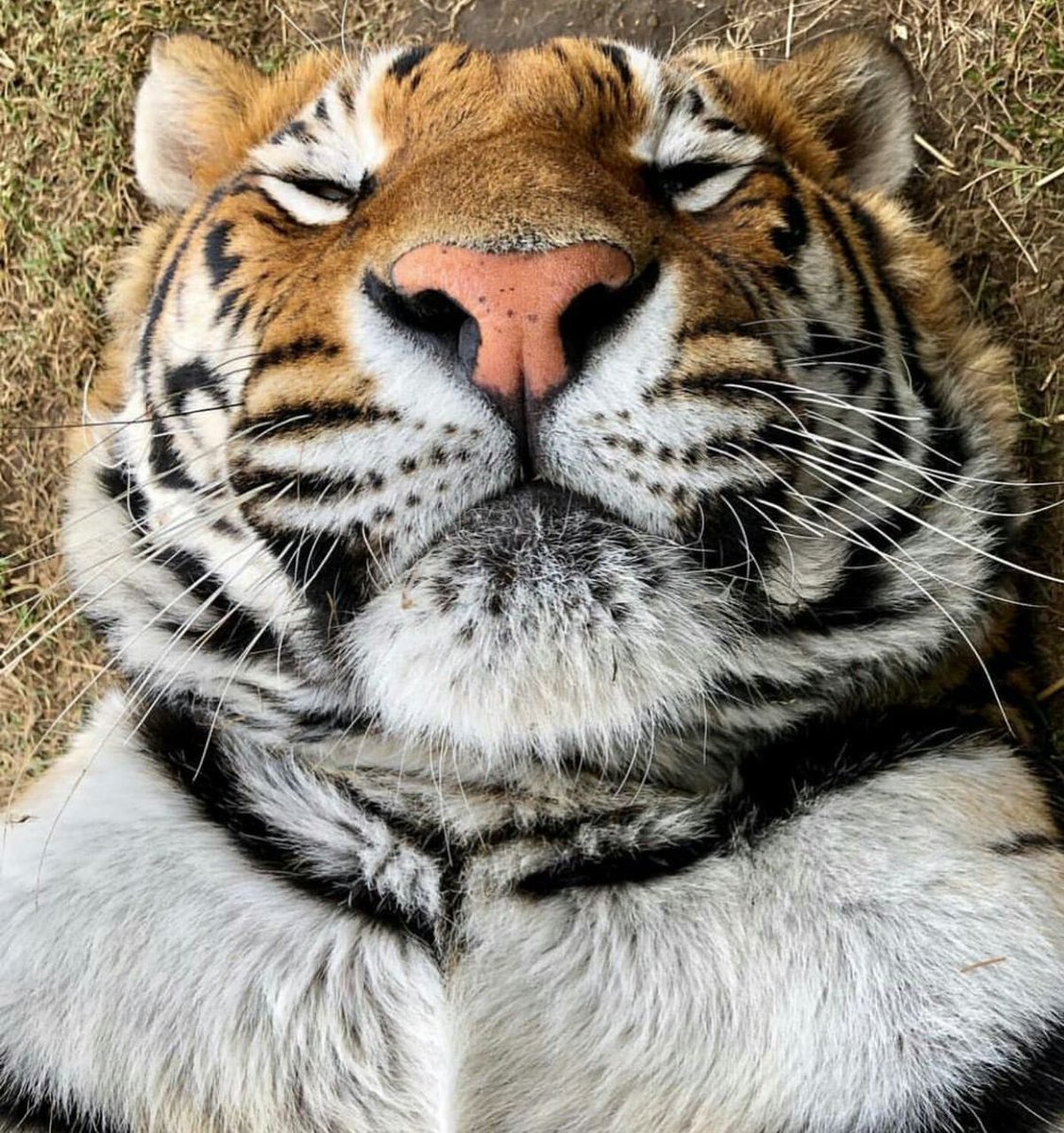 bigcatburger's tweet photo. HAPPY INTERNATIONAL TIGER DAY!! https://t.co/wR4qdjFrCM