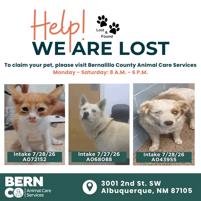 Three lost pets at Bernalillo County Animal Care Services with intake dates and ID numbers shown for claiming.