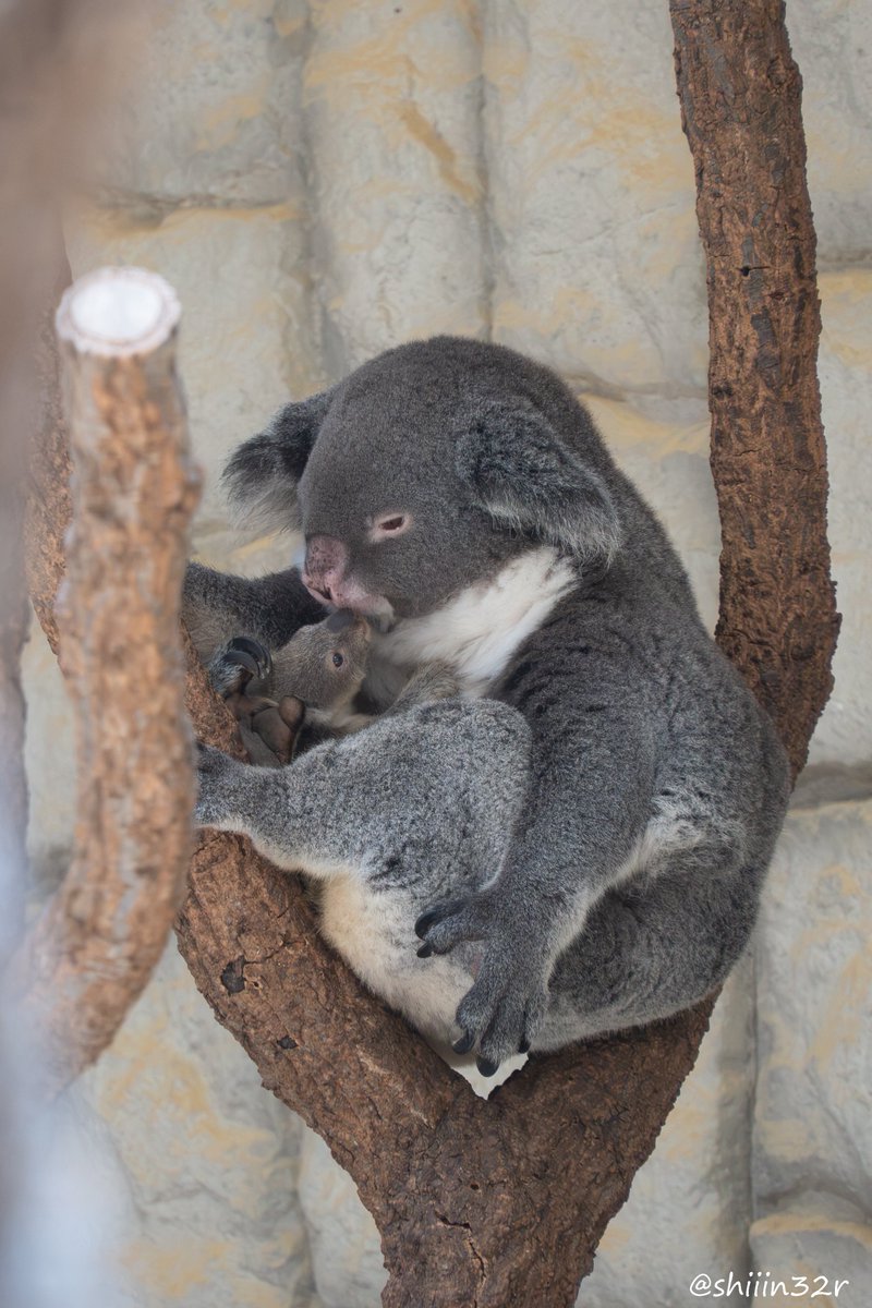 RT @shiiin32r: りんちゃん親子🐨🐨 2026.7.28 #東山動植物園 #コアラ
