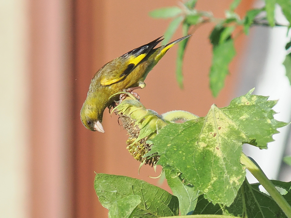 wb_wings's tweet photo. 河原鶸
#カワラヒワ
#OrientalGreenFinch
#野木町
2026/07/29 https://t.co/C9Ju3z0VS6