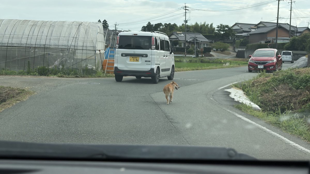 kuma_sou_'s tweet photo. #拡散希望 #迷子犬 #熊本地震 

北熊本IC付近にて午前8時頃に迷子犬と思われるわんちゃんに遭遇しました
通勤中だったため鮮明な映像等撮れませんでしたが飼い主の方の元に戻れることをお祈りしております🙇‍♂️

少ない情報ですが少しでも手がかりになれればと思います https://t.co/GHowIEFO0L
