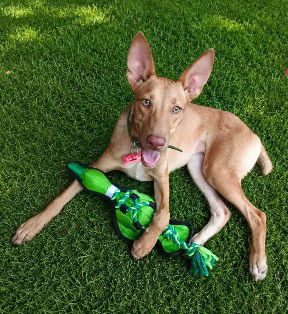 lyssitta's tweet photo. SERVICIO SOCIAL✅️
#adopta 🐾💕💔

 Buscamos nuevamente un hogar responsable para esta hermosa perrita.

Con mucha tristeza nos toca volver a buscarle una familia. La persona que la adoptó nos informó que quiere devolverla porque persigue y mata pollos, por lo que la mantiene amarrada la mayor parte del tiempo. Creemos que ningún perrito merece vivir así.

🐶 Tiene 9 meses de edad (nació el 28 de octubre) y aún está en una etapa en la que, con paciencia, orientación y un entorno adecuado, puede seguir aprendiendo y adaptándose.

Por eso, buscamos una familia que comprenda sus necesidades y pueda brindarle un hogar seguro, con paciencia, amor y espacio adecuado. Merece una segunda oportunidad y una familia que la quiera para toda la vida.

🐾Se entrega esterilizada, como parte de una adopción responsable.

📍La adopción será cuidadosamente evaluada, ya que queremos asegurarnos de que esta vez llegue al lugar correcto.

📞 Si estás interesado(a) o deseas más información, puedes comunicarte al: 7223-7708.

🙏 Ayúdanos compartiendo esta publicación para que encuentre la familia amorosa que tanto merece.🩷