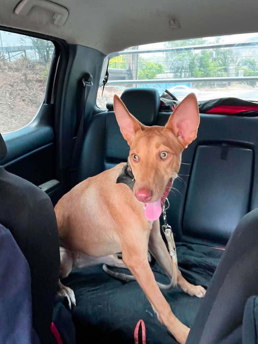 lyssitta's tweet photo. SERVICIO SOCIAL✅️
#adopta 🐾💕💔

 Buscamos nuevamente un hogar responsable para esta hermosa perrita.

Con mucha tristeza nos toca volver a buscarle una familia. La persona que la adoptó nos informó que quiere devolverla porque persigue y mata pollos, por lo que la mantiene amarrada la mayor parte del tiempo. Creemos que ningún perrito merece vivir así.

🐶 Tiene 9 meses de edad (nació el 28 de octubre) y aún está en una etapa en la que, con paciencia, orientación y un entorno adecuado, puede seguir aprendiendo y adaptándose.

Por eso, buscamos una familia que comprenda sus necesidades y pueda brindarle un hogar seguro, con paciencia, amor y espacio adecuado. Merece una segunda oportunidad y una familia que la quiera para toda la vida.

🐾Se entrega esterilizada, como parte de una adopción responsable.

📍La adopción será cuidadosamente evaluada, ya que queremos asegurarnos de que esta vez llegue al lugar correcto.

📞 Si estás interesado(a) o deseas más información, puedes comunicarte al: 7223-7708.

🙏 Ayúdanos compartiendo esta publicación para que encuentre la familia amorosa que tanto merece.🩷