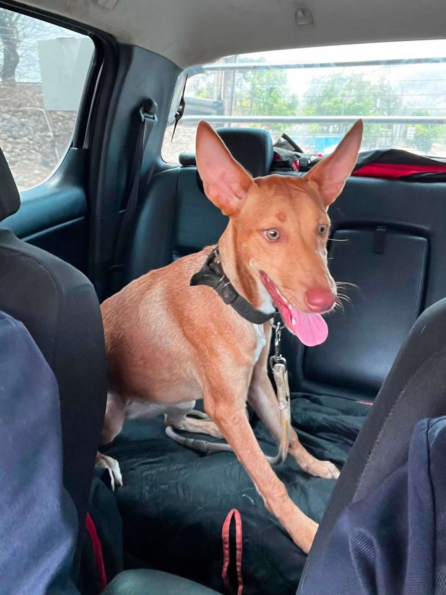 lyssitta's tweet photo. SERVICIO SOCIAL✅️
#adopta 🐾💕💔

 Buscamos nuevamente un hogar responsable para esta hermosa perrita.

Con mucha tristeza nos toca volver a buscarle una familia. La persona que la adoptó nos informó que quiere devolverla porque persigue y mata pollos, por lo que la mantiene amarrada la mayor parte del tiempo. Creemos que ningún perrito merece vivir así.

🐶 Tiene 9 meses de edad (nació el 28 de octubre) y aún está en una etapa en la que, con paciencia, orientación y un entorno adecuado, puede seguir aprendiendo y adaptándose.

Por eso, buscamos una familia que comprenda sus necesidades y pueda brindarle un hogar seguro, con paciencia, amor y espacio adecuado. Merece una segunda oportunidad y una familia que la quiera para toda la vida.

🐾Se entrega esterilizada, como parte de una adopción responsable.

📍La adopción será cuidadosamente evaluada, ya que queremos asegurarnos de que esta vez llegue al lugar correcto.

📞 Si estás interesado(a) o deseas más información, puedes comunicarte al: 7223-7708.

🙏 Ayúdanos compartiendo esta publicación para que encuentre la familia amorosa que tanto merece.🩷